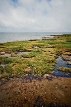 A marshy shoreline 
