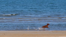a dog running on a beach 