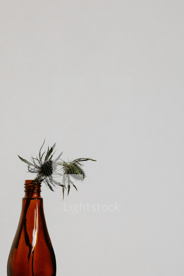 Small purple thistle in a glass bottle on a white background.