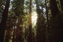 sunlight shining in a redwood forest 