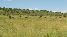 elephants in Africa 