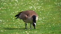 goose in the grass