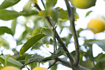 lemons on a tree