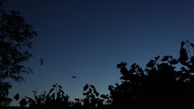 Silhouette Of Bats Flying At Night Above Trees.