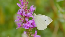 Small white cabbage butterfly on purple flower in nature.