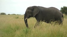 elephant walking in the savanna 