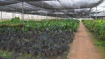 Big Greenhouse with philodendron. Rows of Plant Cultivated and being watered Inside a Large Greenhouse Building. Growing and Collect Goods for Commerce Sale. 
