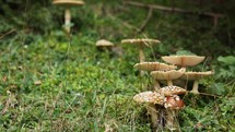 Amanita Muscaria mushrooms in the wilderness