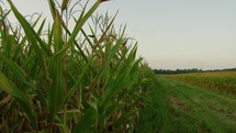 Field of Corn Blowing in the Wind
