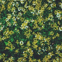Small yellow and white flowers on a background of greenery.