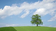 clouds moving over a tree on a hill under a blue sky 