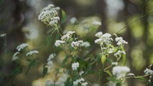 Slow, motion clip of little white flowers in the woods with tiny bugs flying around.