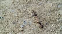 A pair of ants maneuver with a burden on a sandy surface - macro shot