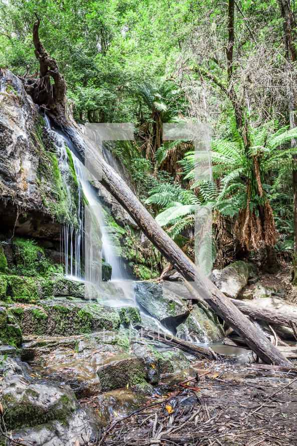 waterfall in Tasmania jungle 