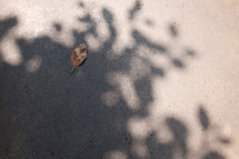 fall leaf on a concrete sidewalk 