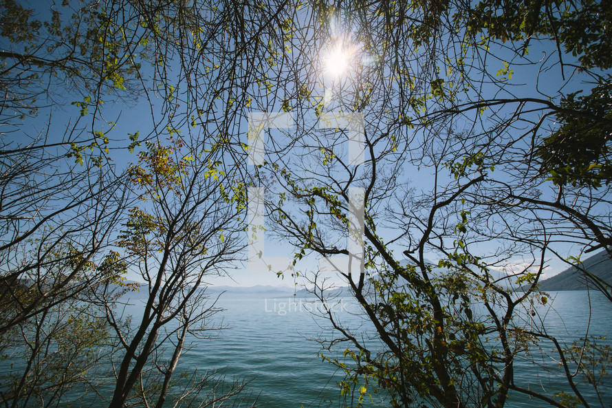 view of the ocean through branches and sunlight 