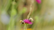 Two bees on pink flower in garden
