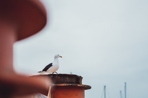 perched seagull 