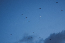 birds in the sky with moon at dusk 