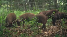 Herd Of Pigs Rooting In The Forest
