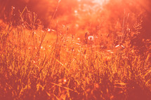 red sunlight at sunset on grasses in a field 