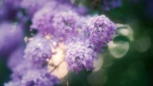 Close Up Of A Purple Lilac Flower