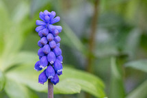 hyacinth flower 