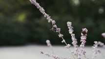 Slow motion clip of a big bumble bee pollinating a lavender plant