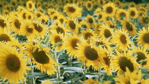 Sunflowers plants blooming in field. Floral background, landscape plantation. Agriculture, harvest concept. Ukraine is world's first exporter of sunflower seeds and oil. Steadicam slow motion