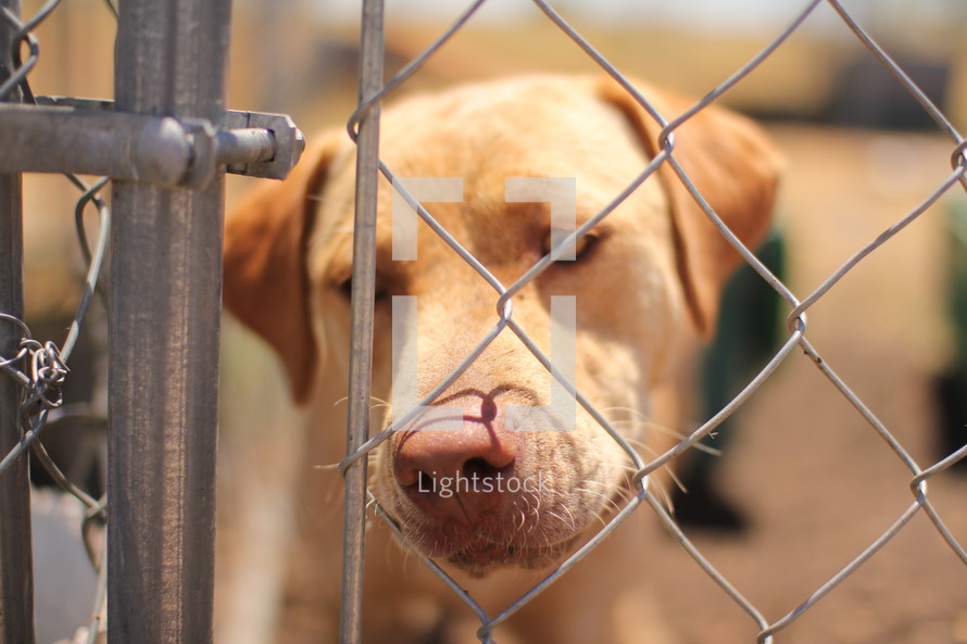 a dog looking through a chain link fence 