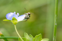 bug on a blue flower 