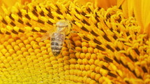 Macro view of sunflower plant with honeybee collecting nectar in blooming field. Insects gathering pollen. Pollination, nature, floral background, landscape plantation. Agriculture, harvest concept. 