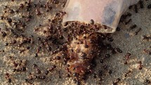 Top macro view of a swarm of ants feasting on sweet food waste scattered on a sandy surface