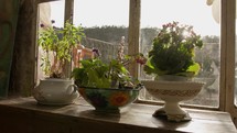 Potted plants and greenery on a wooden windowsill in the morning sun