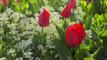 tulips in a flower garden 