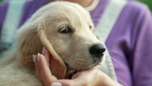 Authentic footage of little purebred fluffy golden retriever pup doggy on female hands. Woman stroking dog. New pet, member of family. High quality 4k footage