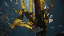 Underwater shot of kelp and fish in the ocean.
