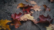  Fallen Autumn Leaves With Rain Droplets