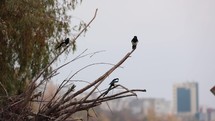 Perching Common Magpie Birds With Cityscape Bokeh At Background. Static, Selective focus