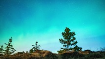aurora borealis and trees 
