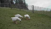 Three geese, with white plumage and a red beak, are feeding on a patch of short grass. There is a cloudy sky in the background