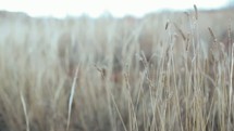 tall brown grasses blowing in the breeze