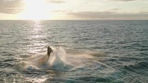 A sunrise tail slap from a Humpback Whale 