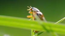 Ladybird climbing on blade of grass