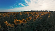 Sunflowers field background. Agriculture, harvest concept. Ukraine is world's first exporter of sunflower seeds and oil. Steadicam slow motion