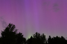 pink and green Aurora pillars, some clouds, and tree silhouettes