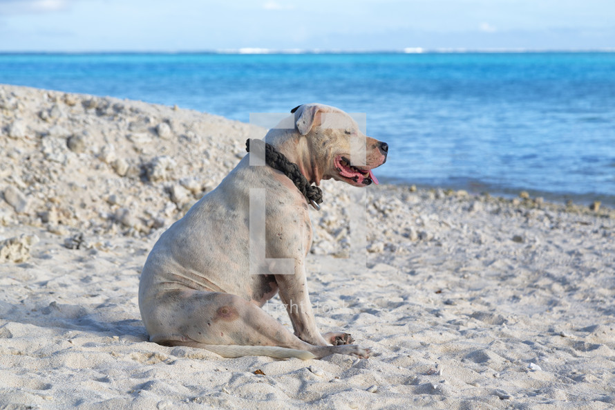 a dog resting in the sand on a beach