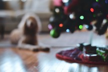 dog under a Christmas tree