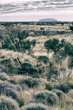 desert Outback landscape 