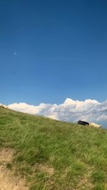 Flock of Sheep Running down the Carpathian Green Mountain Hills